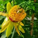 Passiflora cirrhiflora Flower