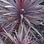 Cordyline australis Habitatea