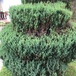 Juniperus squamata Habit