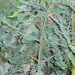 Diospyros seychellarum Hoja