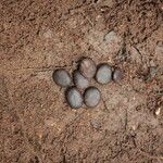 Tessmannia lescrauwaetii Frucht