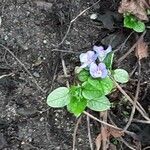 Omphalodes verna Flower