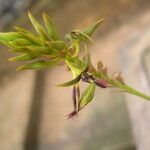 Bulbophyllum saltatorium Fleur