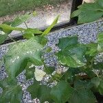 Gossypium herbaceum Likasa
