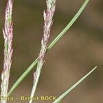 Eragrostis pilosa Vaisius