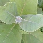 Calotropis gigantea Blatt