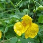 Impatiens noli-tangere Fleur