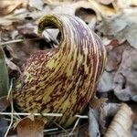 Symplocarpus foetidus Hoja