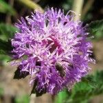 Centratherum punctatum Flor