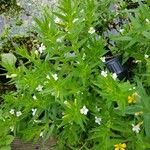 Gratiola officinalis Fuelha