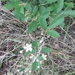 Rubus canescens आदत