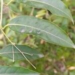 Cestrum parqui Feuille