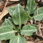 Goodyera pubescens Blatt