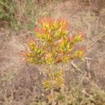 Kalanchoe lanceolata Blüte