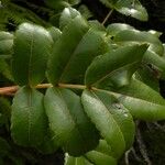 Weinmannia mauritiana برگ