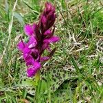 Dactylorhiza majalis Flower