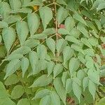 Aralia elata List