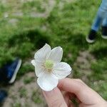 Anemone sylvestris Blomma