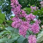 Syringa josikaea Flower