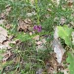 Astragalus hypoglottis Bloem