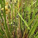 Juncus effusus عادت داشتن