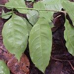 Trichilia prieuriana Feuille