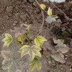 Gossypium barbadense 葉