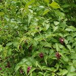 Leycesteria formosa Blatt