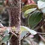 Cotoneaster franchetii Kůra