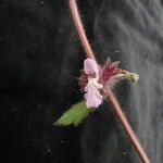 Stachys rigida Habitat