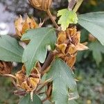 Hibiscus syriacus Hedelmä