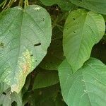 Acalypha macrostachya Leaf