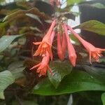Fuchsia triphylla 花