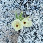 Mohavea breviflora Bloem