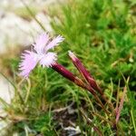 Dianthus gallicus Écorce