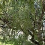 Melaleuca huegelii Hoja