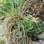 Saxifraga paniculata Leaf