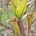 Viburnum prunifolium 葉