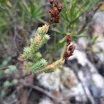 Hypericum ericoides Fruit