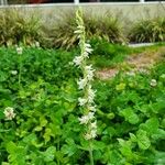 Spiranthes vernalis Flor