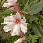 Rhododendron maddenii Flower