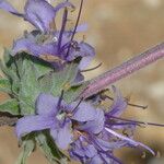 Salvia leucophylla Õis