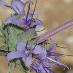 Salvia leucophylla Flower