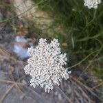 Daucus carotaFlor