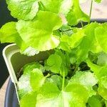 Sium sisarum Hoja