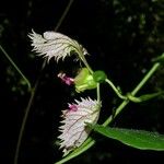 Dalechampia dioscoreifolia Other