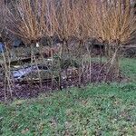 Salix viminalis Corteza
