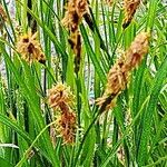 Carex hirta Цвят