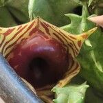 Huernia zebrina Λουλούδι