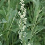 Chenopodium opulifolium Кветка